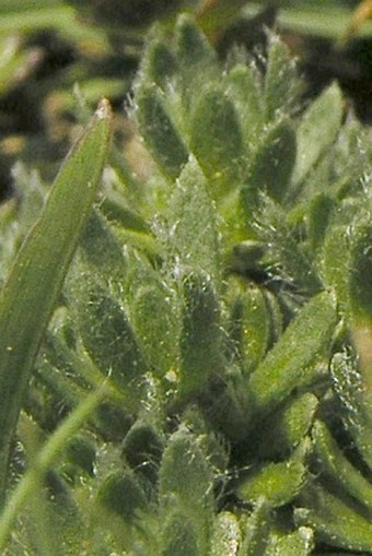 Androsace villosa