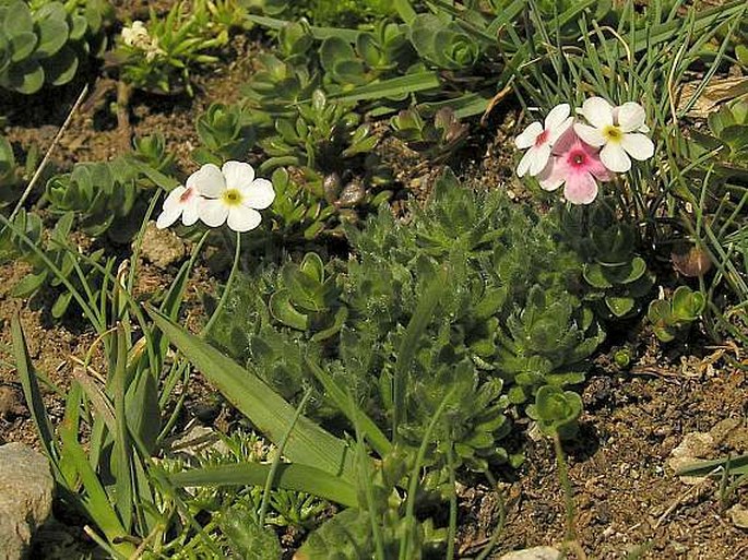 ANDROSACE VILLOSA L. – pochybek huňatý / pochybok huňatý