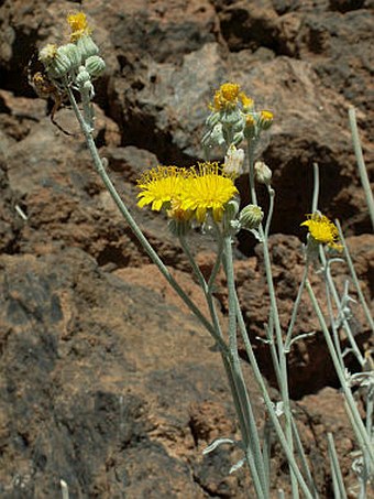 Andryala pinnatifida subsp. teydensis