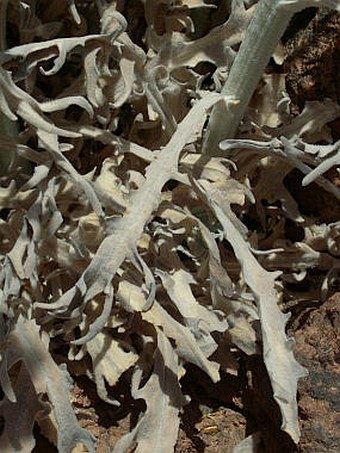 Andryala pinnatifida subsp. teydensis