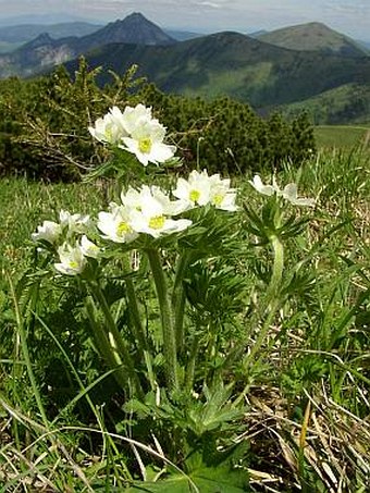 Anemone narcissiflora