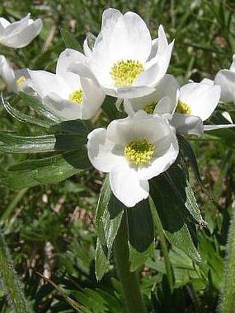 Anemone narcissiflora