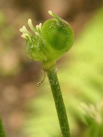 Anemone narcissiflora