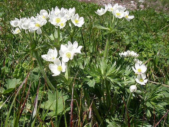 Anemone narcissiflora