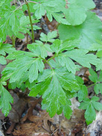 Anemone apennina