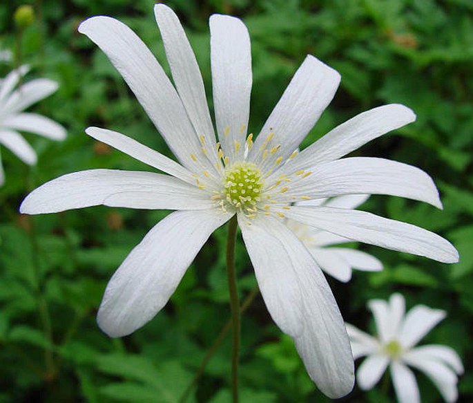 Anemone apennina