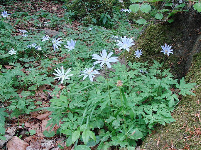 Anemone apennina