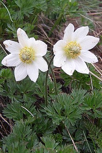 Anemone baldensis