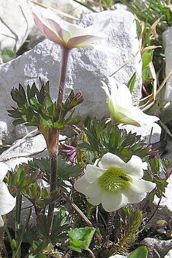 Anemone baldensis