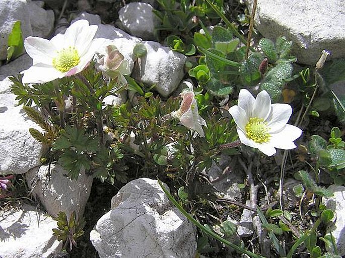 Anemone baldensis