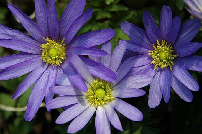 Anemone blanda