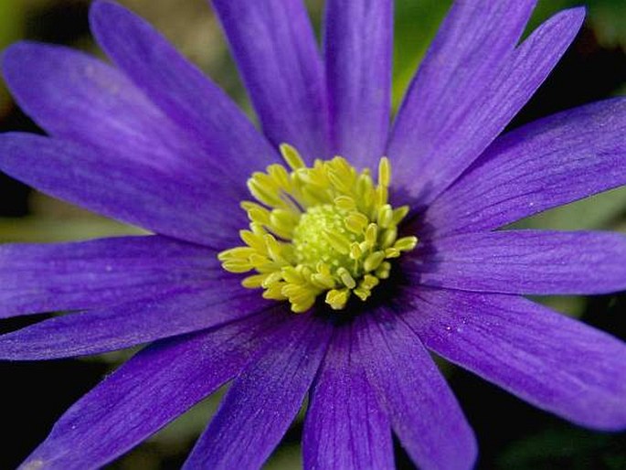 Anemone blanda