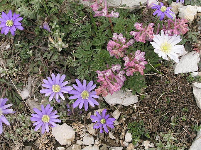 Anemone blanda