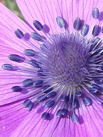 Anemone hortensis