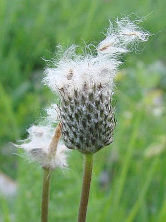 Anemone hortensis