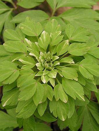 Anemone nemorosa