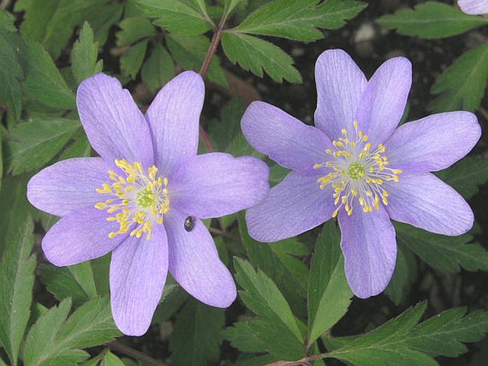 Anemone nemorosa