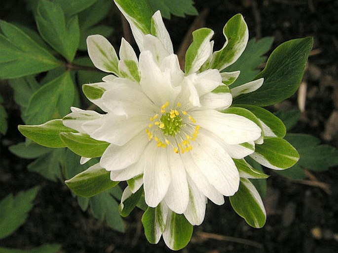 Anemone nemorosa