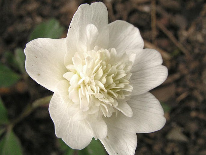 Anemone nemorosa