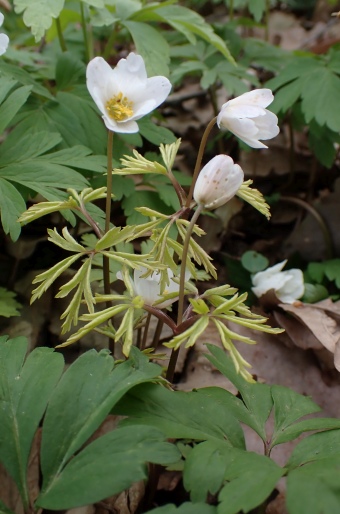 Anemone nemorosa