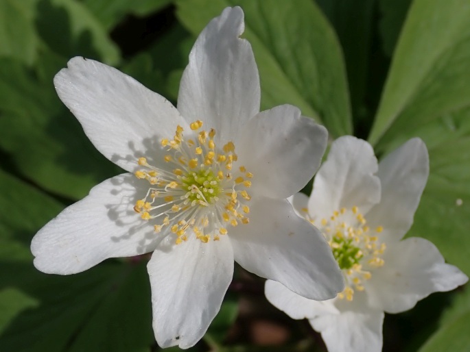 Anemone nemorosa