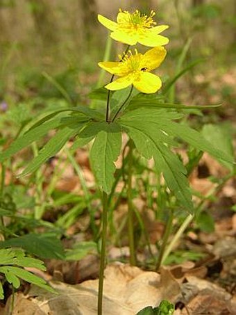 Anemone ranunculoides