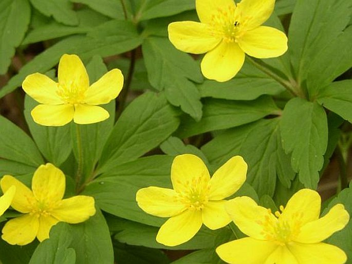 Anemone ranunculoides