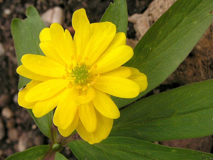 Anemone ranunculoides