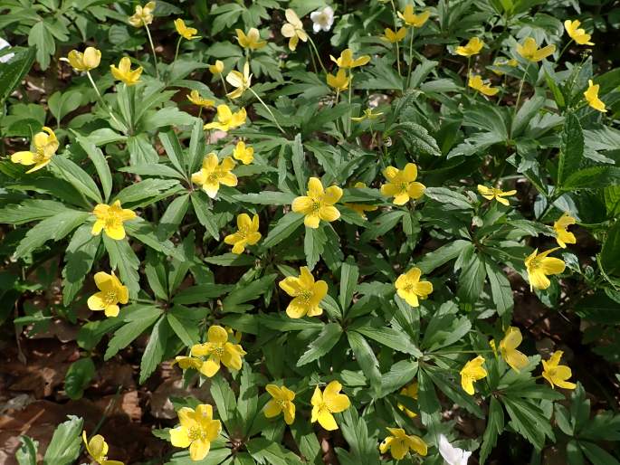 Anemone ranunculoides