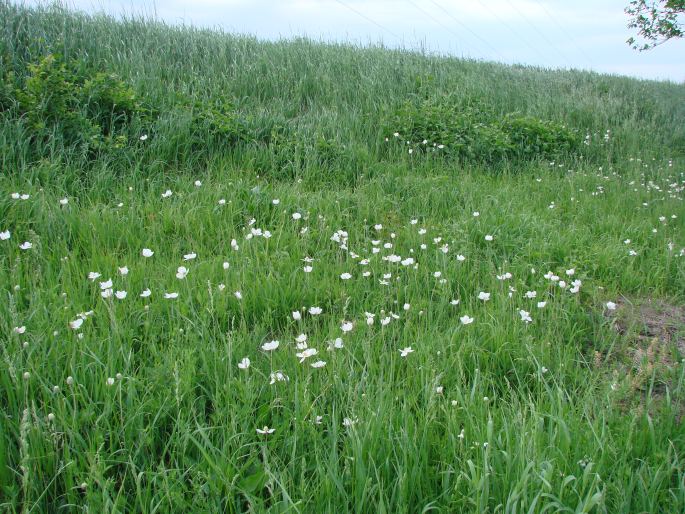 Anemone sylvestris