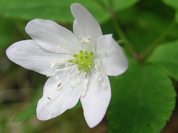 Anemone trifolia