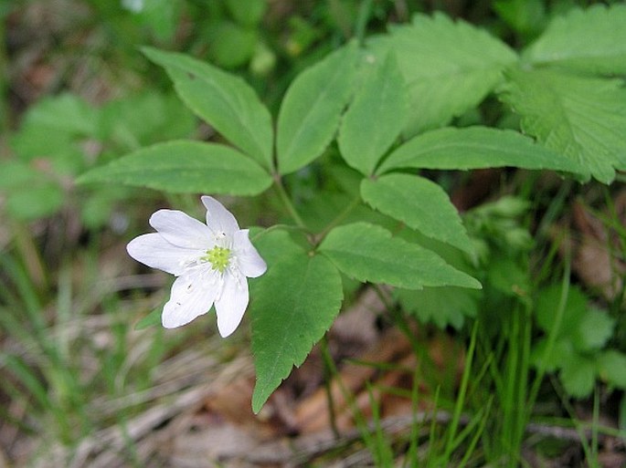 Anemone trifolia