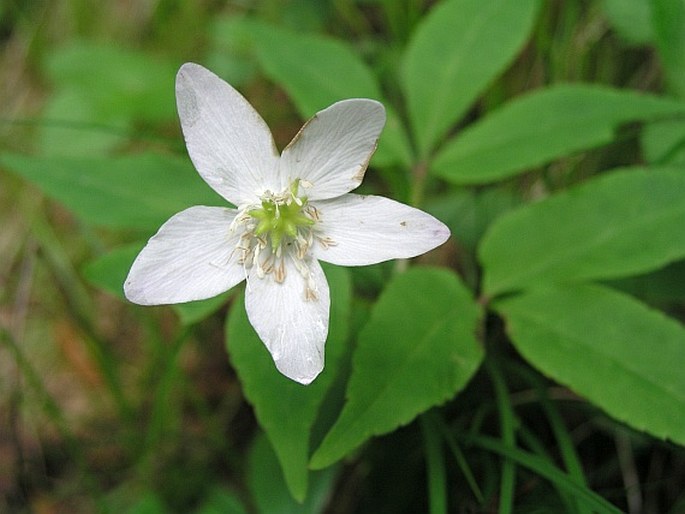 Anemone trifolia