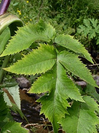 Angelica archangelica