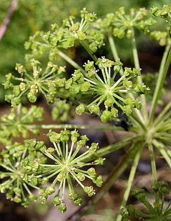 Angelica archangelica