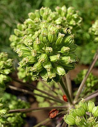 Angelica archangelica