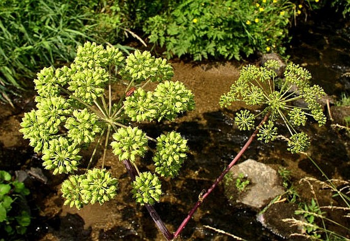 ANGELICA ARCHANGELICA L. – andělika lékařská / archangelica lekárska