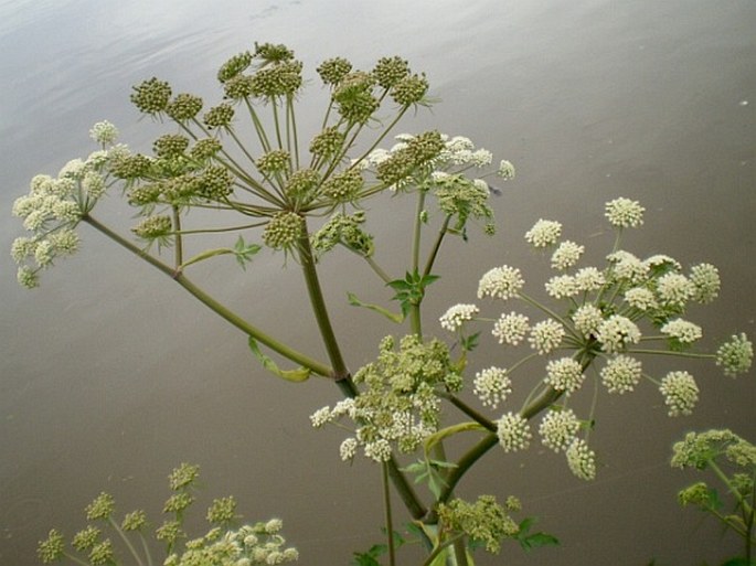 Angelica sylvestris