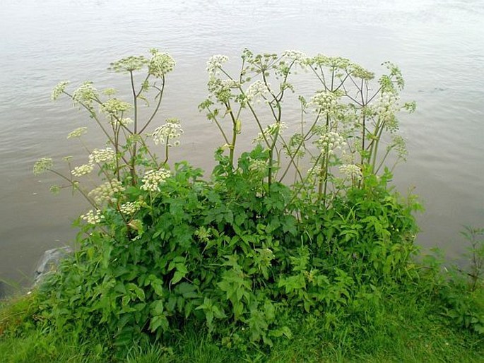 Angelica sylvestris