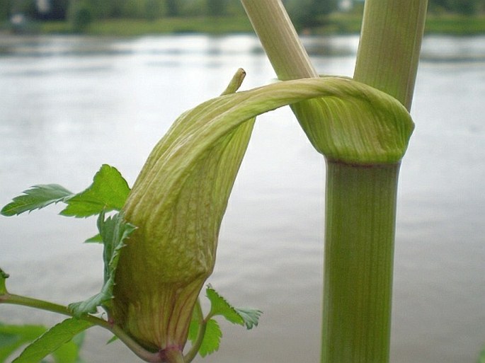 Angelica sylvestris