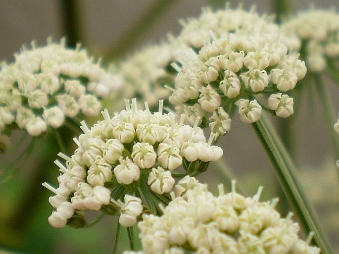 Angelica sylvestris