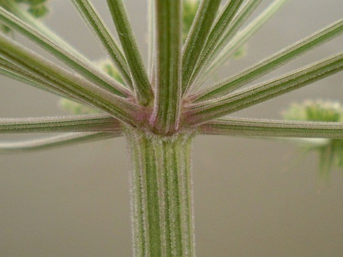 Angelica sylvestris