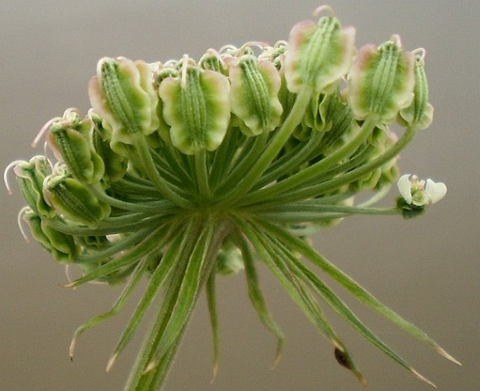 Angelica sylvestris