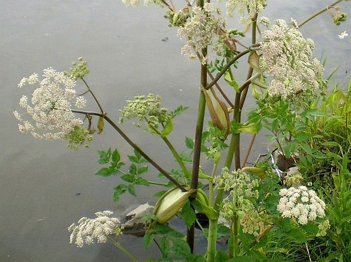 ANGELICA SYLVESTRIS L. – děhel lesní / angelika lesná