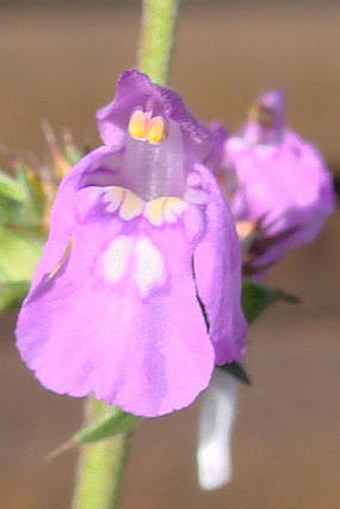 Galeopsis angustifolia