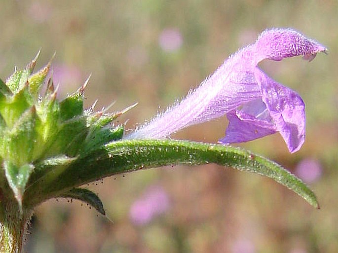 Galeopsis angustifolia