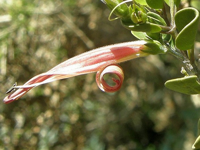 Anisotes diversifolius