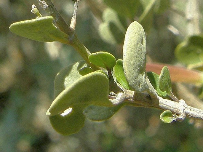 Anisotes diversifolius