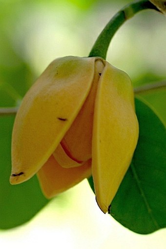 Annona muricata