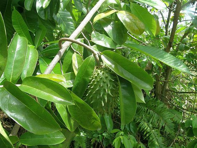 Annona muricata